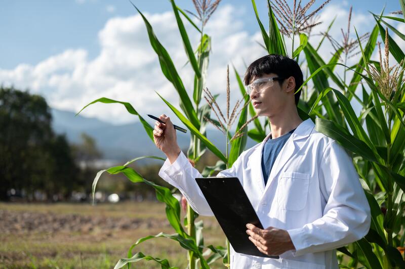 Investigador agrícola con portapapeles en campo de maíz
